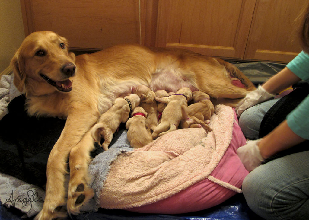 Dog-birth