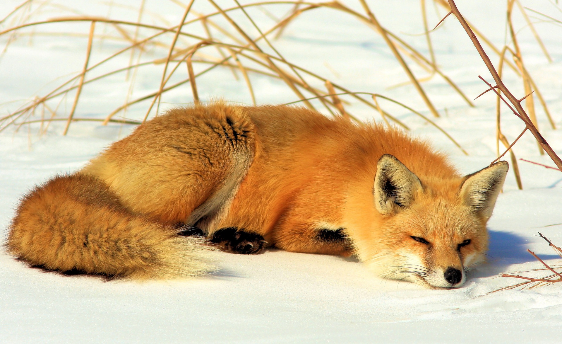 Fox