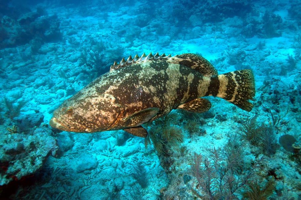 Goliath Grouper