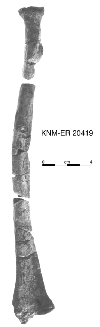KNM-ER 20419