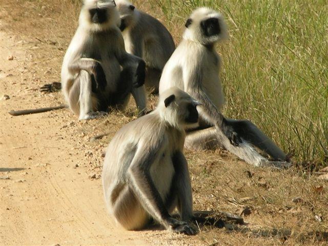 Langurs