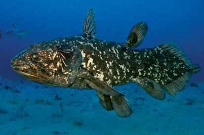 Coelacanth