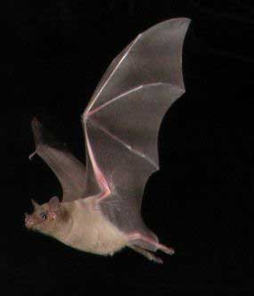 Long-nosed Bat