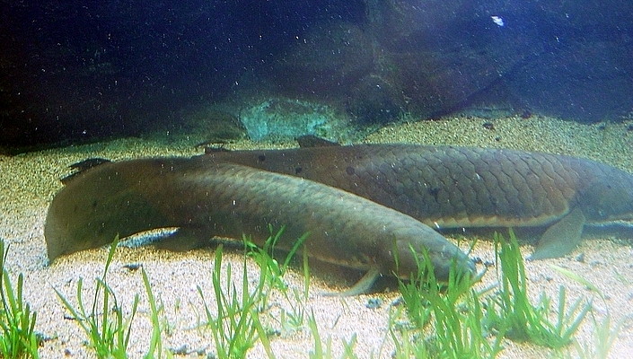 Queensland Lungfish