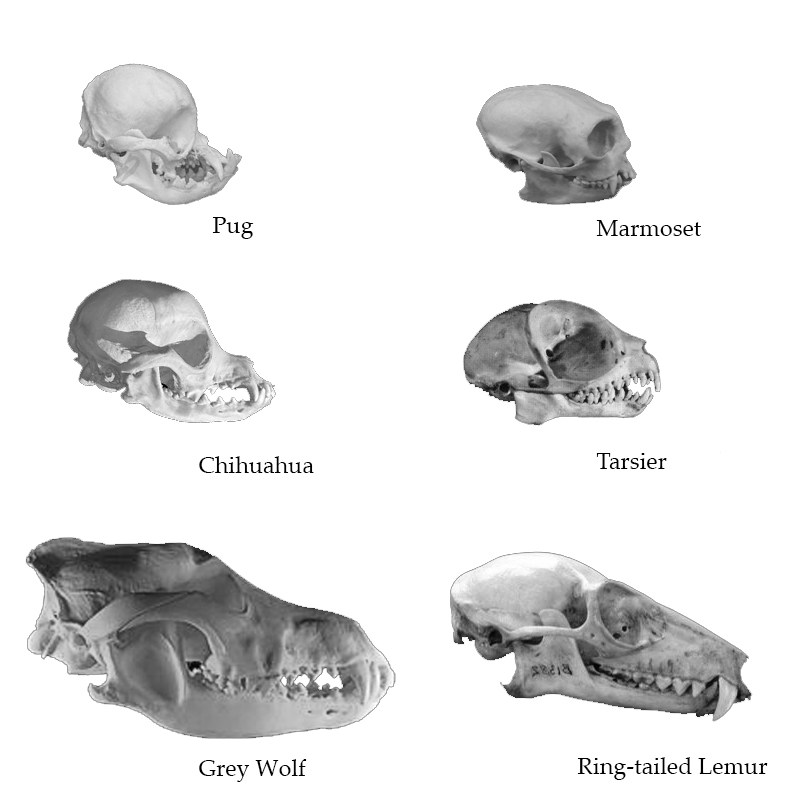 Neoteny