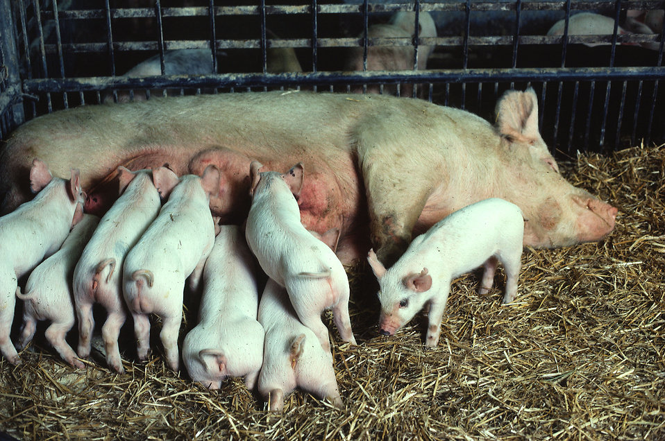 Piglets Nursing