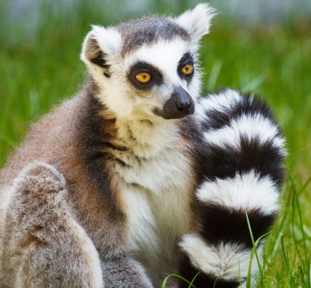 Lemur