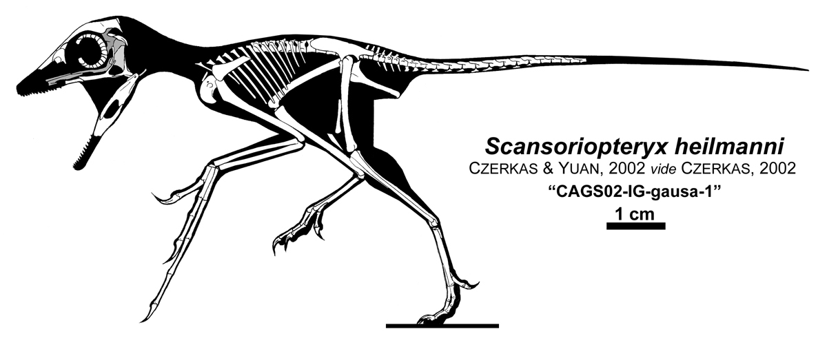Scansoriopteryx