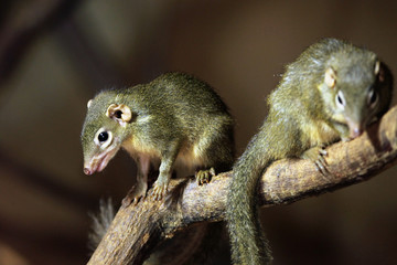 Treeshrew