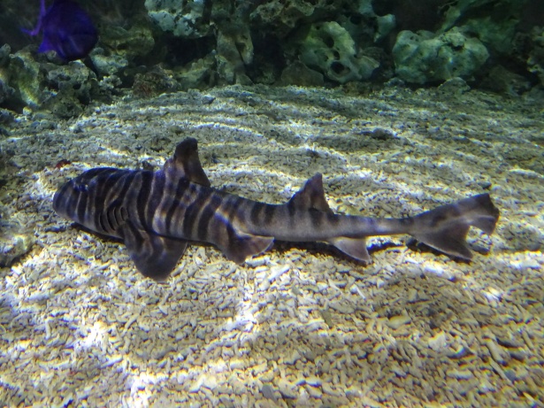 Zebra Horned Shark